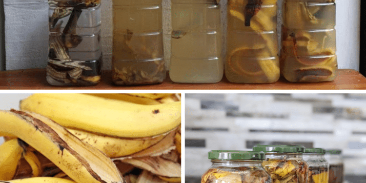 Dieses Bananenschalenwasser kann das Pflanzenwachstum schnell ankurbeln