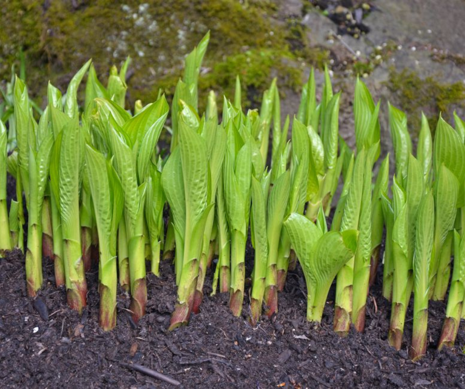 Are Hostas Edible? How To Harvest & Eat A Perennial Favorite - Prepare