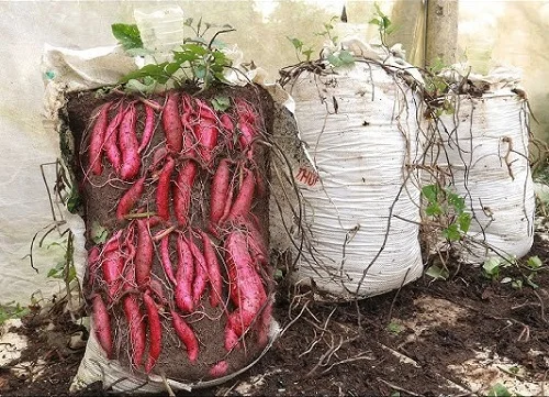 Grow Sweet Potatoes in Sacks and Bags This Way for Best Harvest