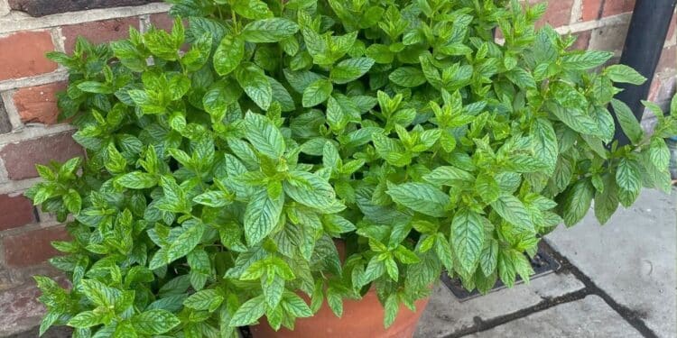 13 Gründe, warum jeder Minze im Garten anbauen sollte